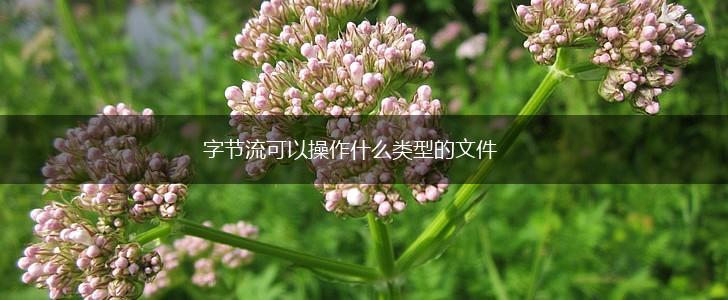 字节流可以操作什么类型的文件,第1张