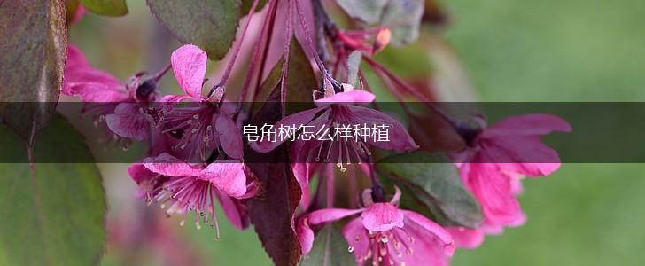 皂角树怎么样种植,第1张
