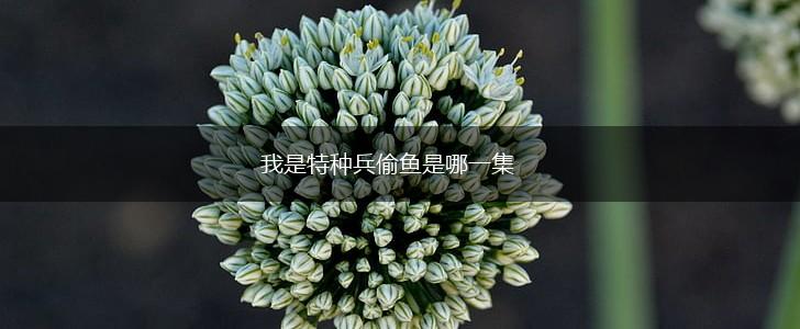 我是特种兵偷鱼是哪一集,第1张