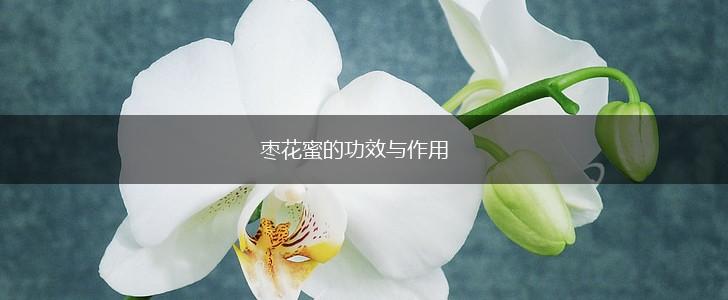 枣花蜜的功效与作用,第1张 枣花蜜的功效与作用,第1张