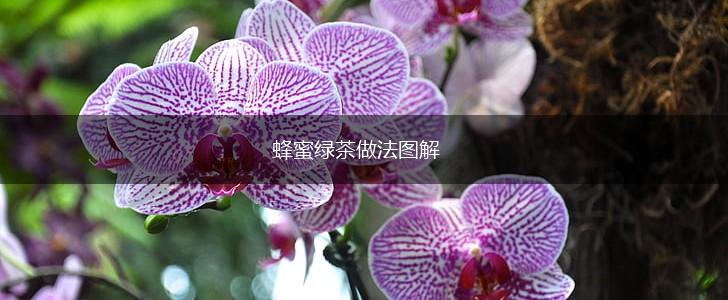 蜂蜜绿茶做法图解,第1张