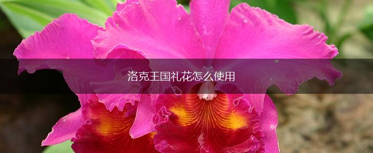 洛克王国礼花怎么使用,第1张