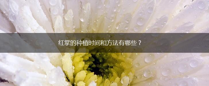 红掌的种植时间和方法有哪些？,第1张