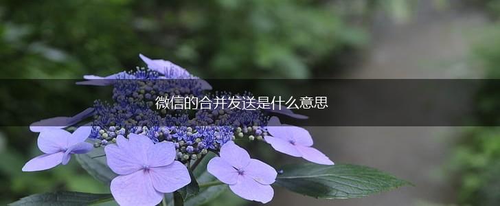 微信的合并发送是什么意思,第1张