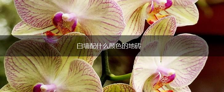 白墙配什么颜色的地砖,第1张