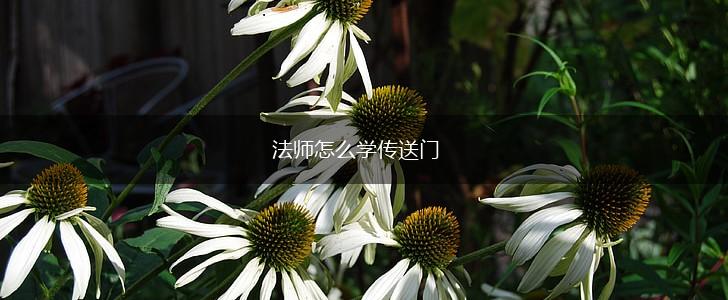 法师怎么学传送门,第1张