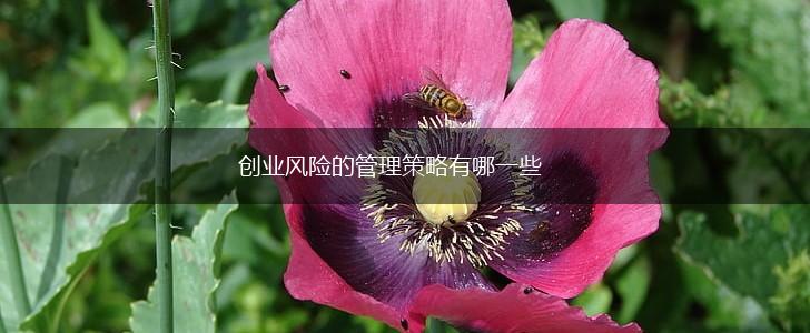 创业风险的管理策略有哪一些,第1张