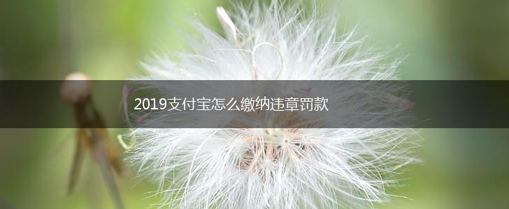 2019支付宝怎么缴纳违章罚款,第1张