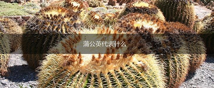 蒲公英代表什么,第1张