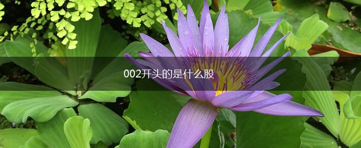 002开头的是什么股,第1张