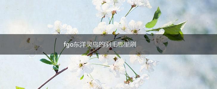 fgo东洋灵鸟的羽毛哪里刷,第1张