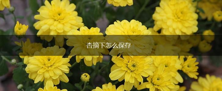 杏摘下怎么保存,第1张