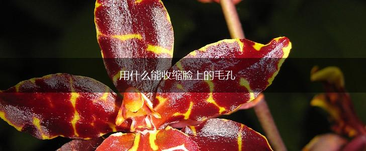 用什么能收缩脸上的毛孔,第1张