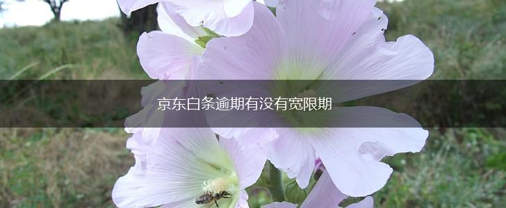 京东白条逾期有没有宽限期,第1张