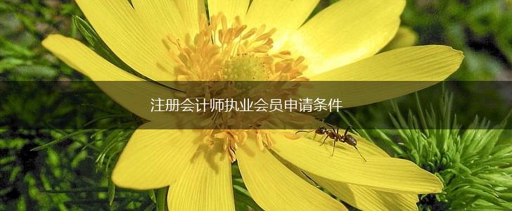 注册会计师执业会员申请条件,第1张