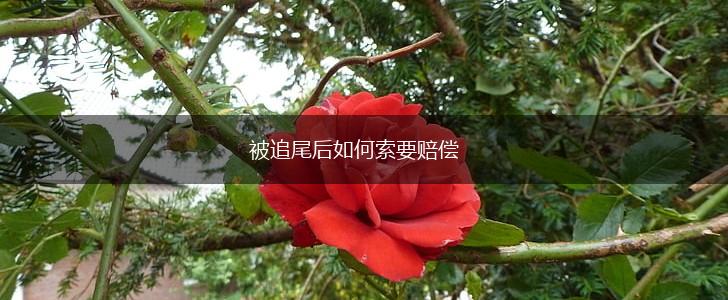 被追尾后如何索要赔偿,第1张