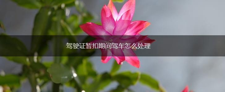 驾驶证暂扣期间驾车怎么处理,第1张 驾驶证暂扣期间驾车怎么处理,第1张