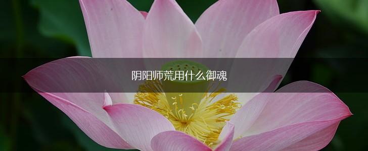 阴阳师荒用什么御魂,第1张