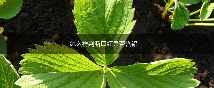 怎么样判断口红是否含铅,第1张