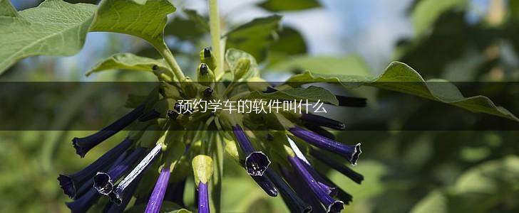 预约学车的软件叫什么,第1张