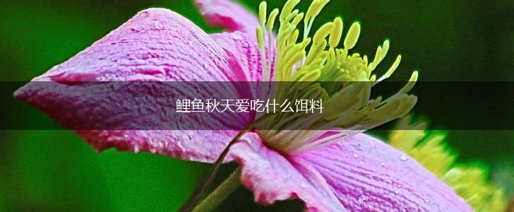 鲤鱼秋天爱吃什么饵料,第1张