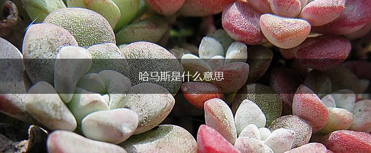哈马斯是什么意思,第1张