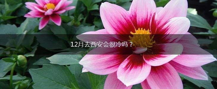 12月去西安会很冷吗？,第1张
