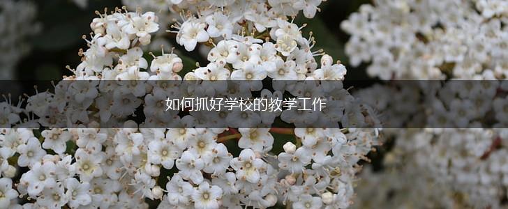 如何抓好学校的教学工作,第1张