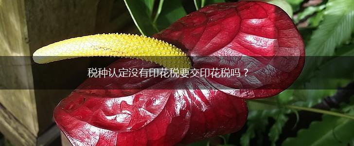 税种认定没有印花税要交印花税吗？,第1张