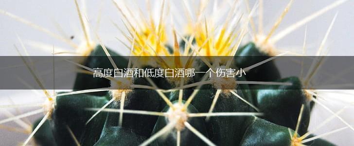 高度白酒和低度白酒哪一个伤害小,第1张
