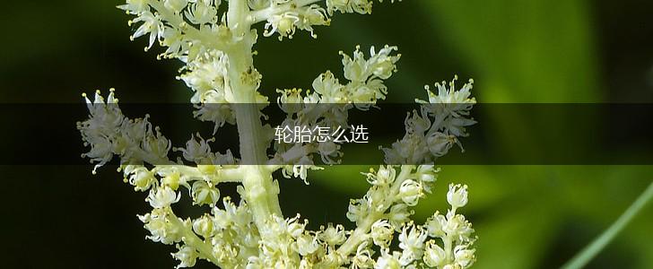 轮胎怎么选,第1张