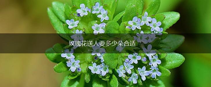 玫瑰花送人要多少朵合适,第1张