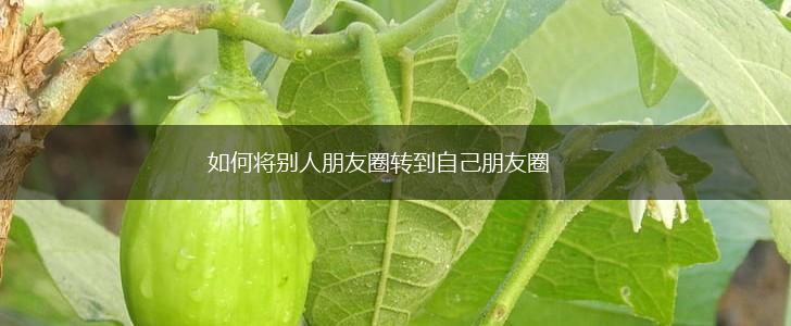 如何将别人朋友圈转到自己朋友圈,第1张