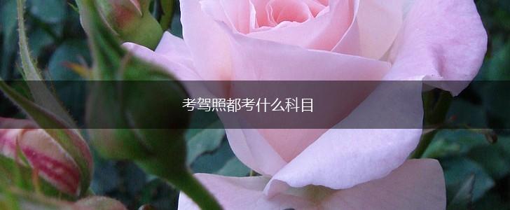 考驾照都考什么科目,第1张