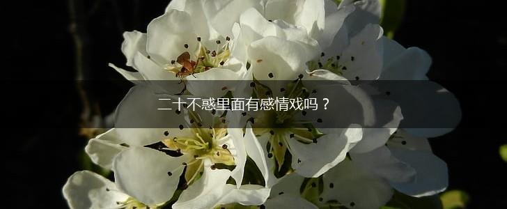 二十不惑里面有感情戏吗？,第1张