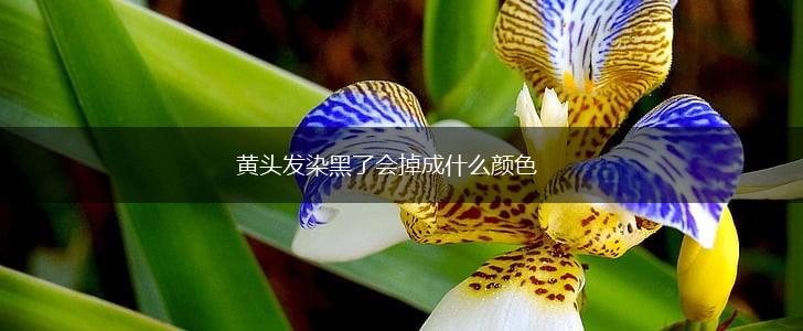 黄头发染黑了会掉成什么颜色,第1张