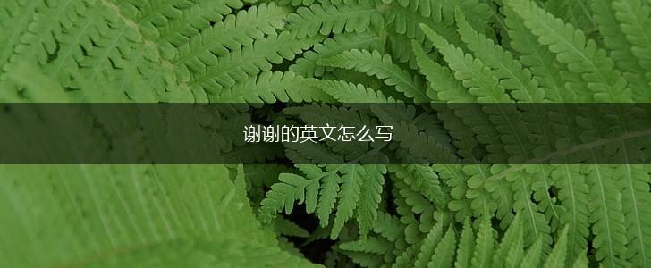 谢谢的英文怎么写,第1张