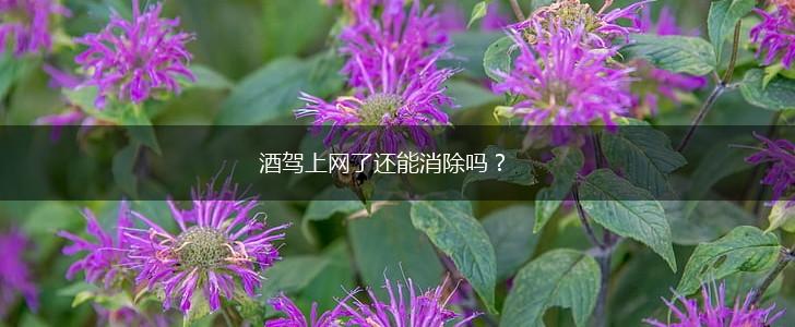酒驾上网了还能消除吗？,第1张