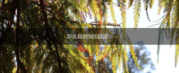 怎么复制淘宝链接,第1张