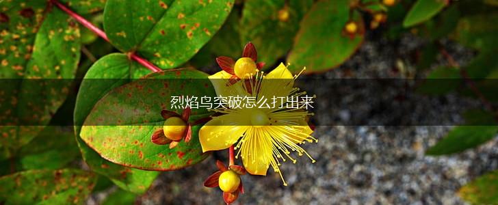 烈焰鸟突破怎么打出来,第1张