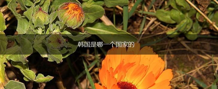 韩国是哪一个国家的,第1张
