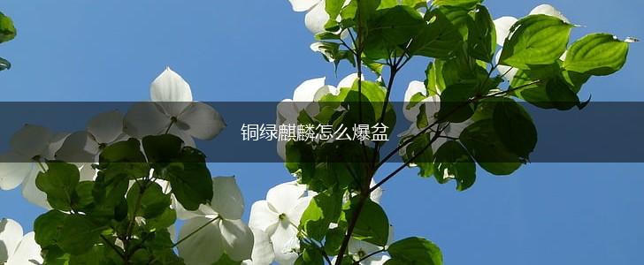铜绿麒麟怎么爆盆,第1张