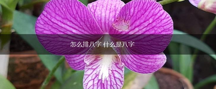 怎么排八字 什么是八字,第1张