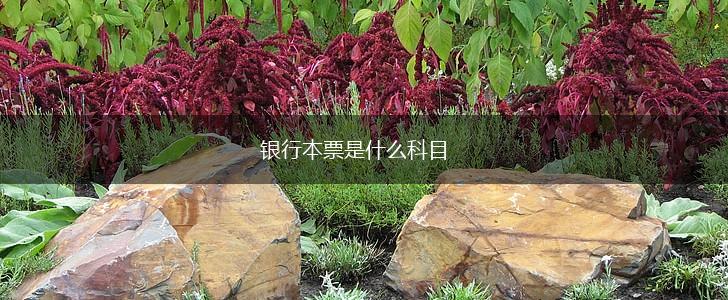 银行本票是什么科目,第1张