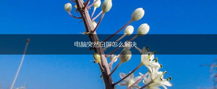 电脑突然白屏怎么解决,第1张