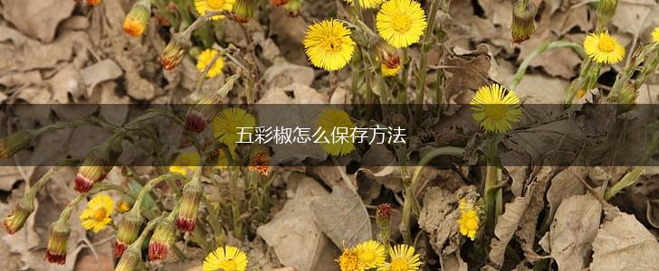 五彩椒怎么保存方法,第1张
