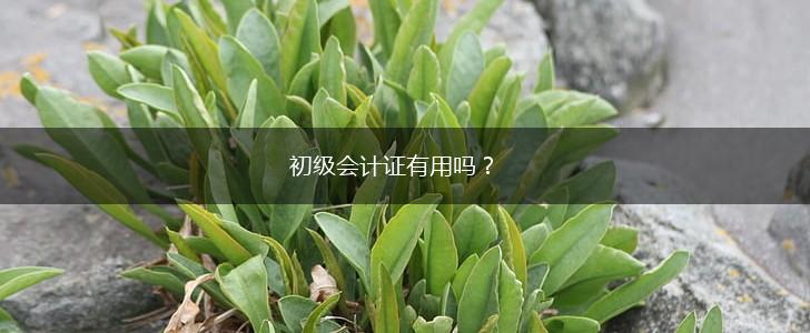 初级会计证有用吗？,第1张
