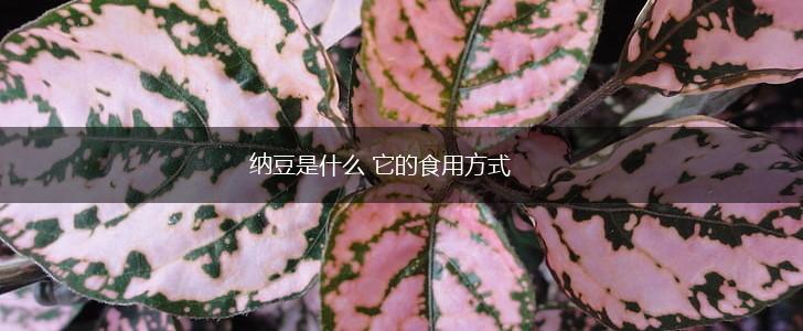 纳豆是什么 它的食用方式,第1张