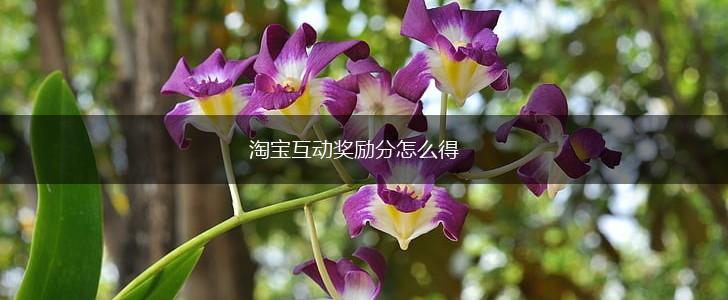淘宝互动奖励分怎么得,第1张