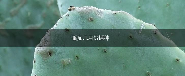 番茄几月份播种,第1张